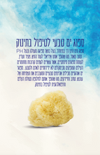 טוען תמונה לגלריית התמונות, ספוג ים טבעי קטן - ספוג לתינוק